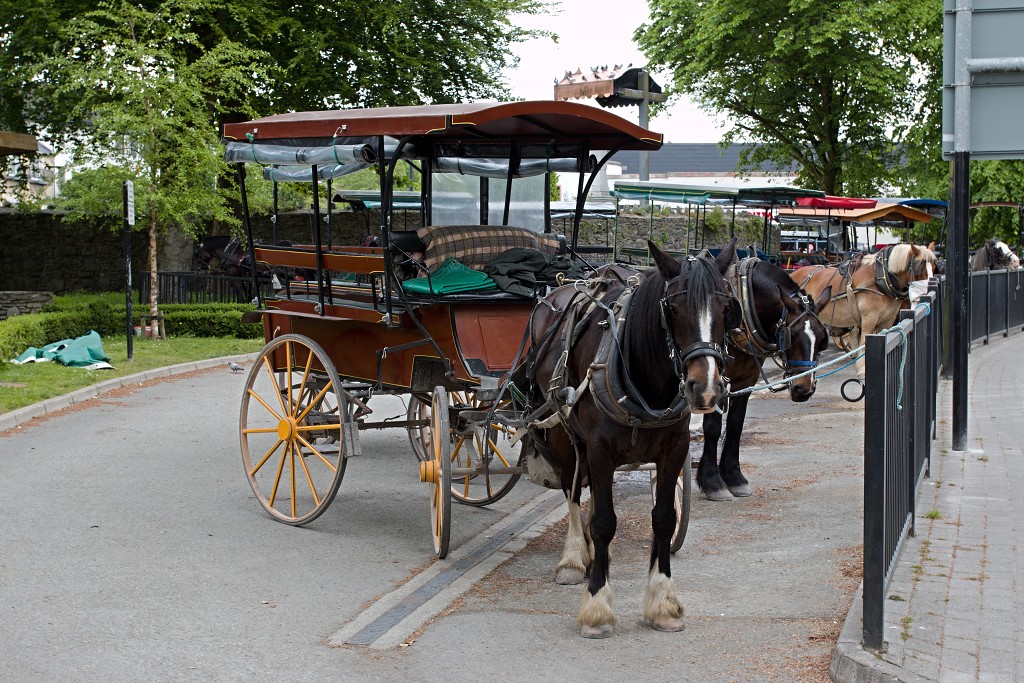 dingle killarney eire ierland Ierse graafschap ring of kerry de dolfijn Fungie Mount Brandon whiskey irish pub ale bisdom